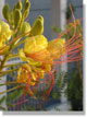 flowers by the patio.jpg (90027 bytes)