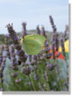 butterfly by the beach.jpg (67776 bytes)