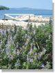 rosemary at the seafront.jpg (107779 bytes)
