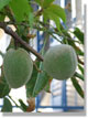 almond tree in front of the house.jpg (80465 bytes)